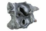 Fossil Woolly Rhino (Coelodonta) Tooth - Siberia #370923-2